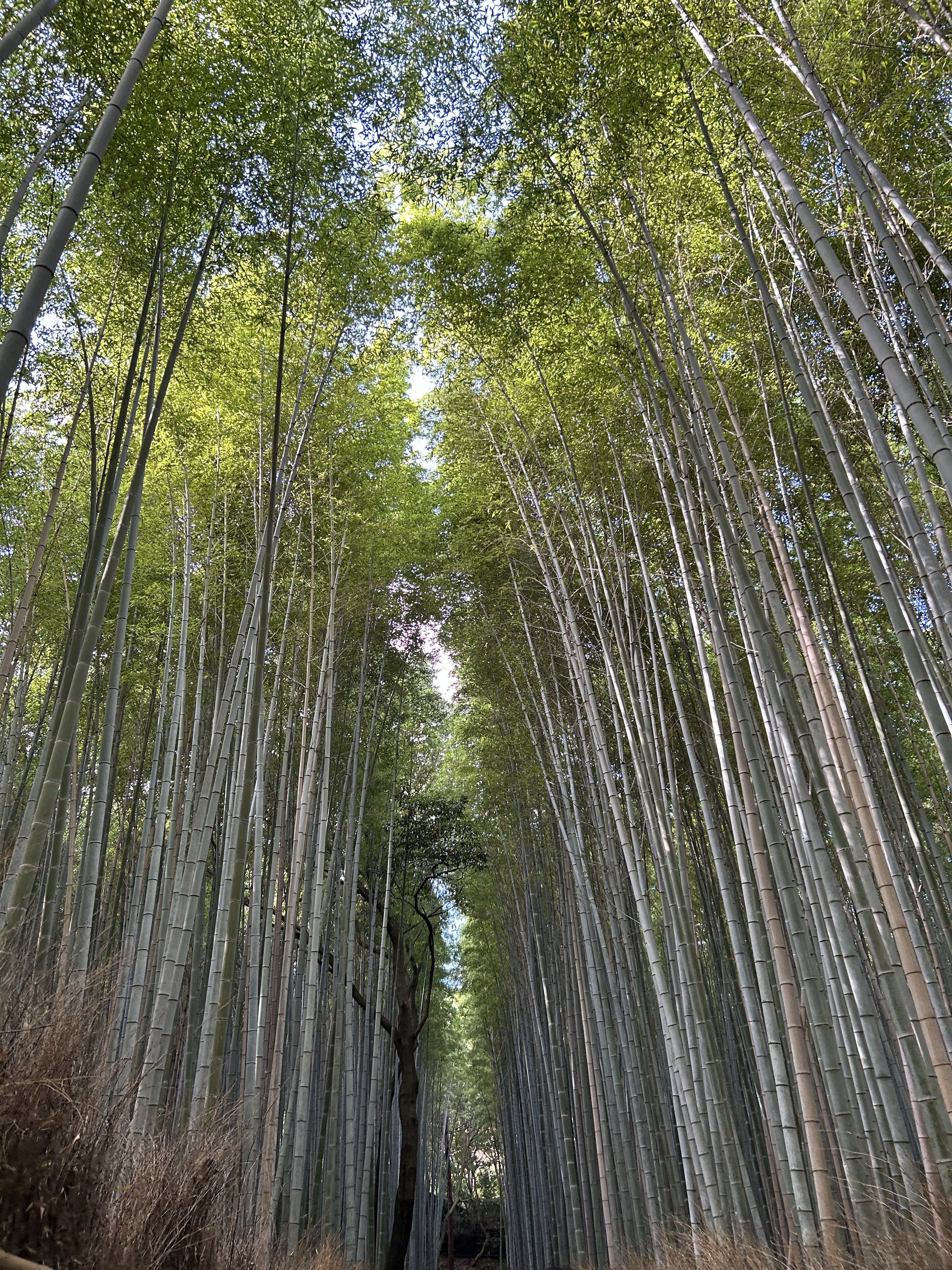 Bamboo forest